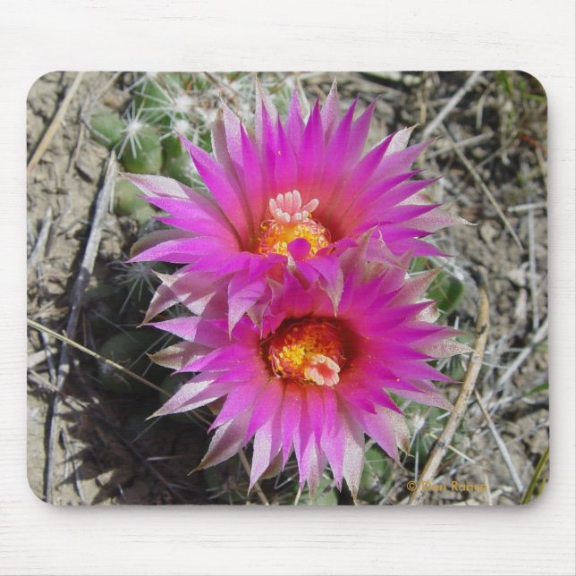 F5 Ball Cactus Blume "Escobaria vivipara" Mousepad (Vorne)
