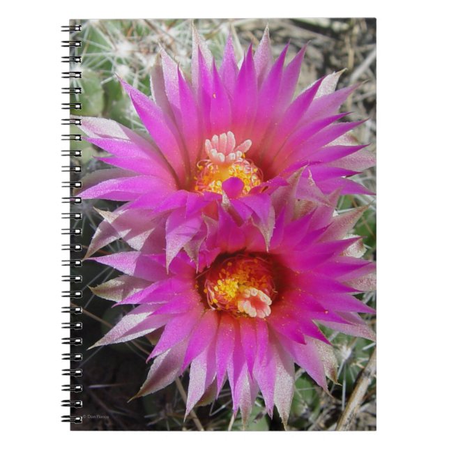 F5 Ball Cactus Blume "Escobaria vivipara" Notizblock (Vorderseite)