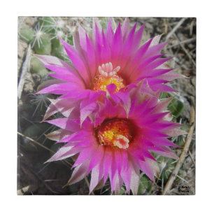F5 Kugelkaktus-Blüten "Escobaria vivipara" Fliese