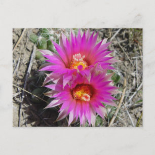 F5 Kugelkaktus-Blüten "Escobaria vivipara" Postkarte