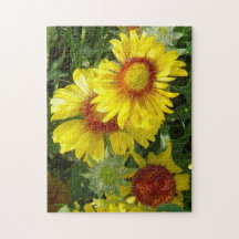 F6 Gelbe Wildblumen Gaillardia