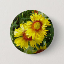 F6 Gelbe Wildblumen Gaillardia