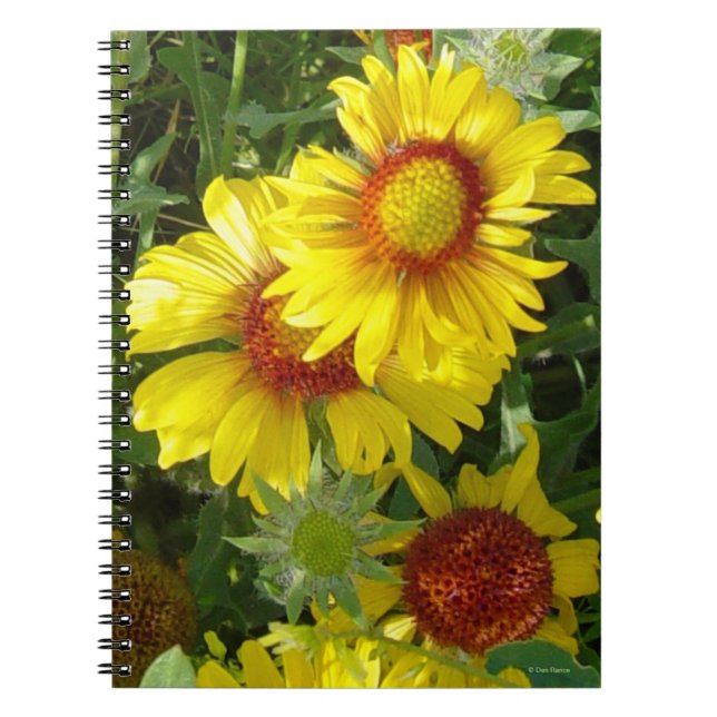 F6 Gelbe Wildblumen Gaillardia Notizblock (Vorderseite)