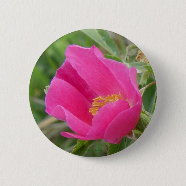F7 Alberta wilde Rose Button (Vorderseite)
