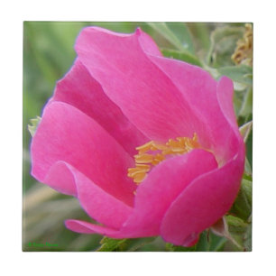 F7 Wilde Rose Fliese