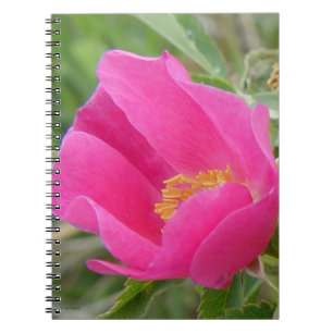 F7 Wilde Rose Helles Rosa Blüte Notizblock