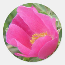 F7 Wilde Rose