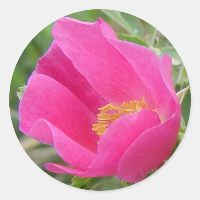 F7 Wilde Rose Runder Aufkleber (Vorderseite)