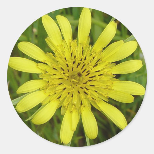 F9 Gelbe Wildblume Ziegenbart Runder Aufkleber (Vorderseite)
