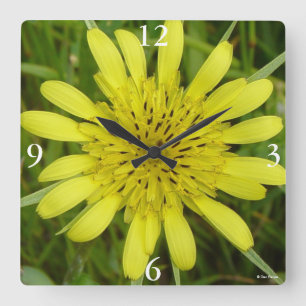 F9 Gelbe Wildblume Ziegenbart Tragopogon dubius Quadratische Wanduhr