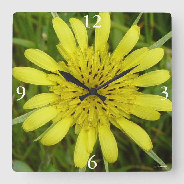 F9 Gelbe Wildblume Ziegenbart Tragopogon dubius Quadratische Wanduhr (Vorderseite)