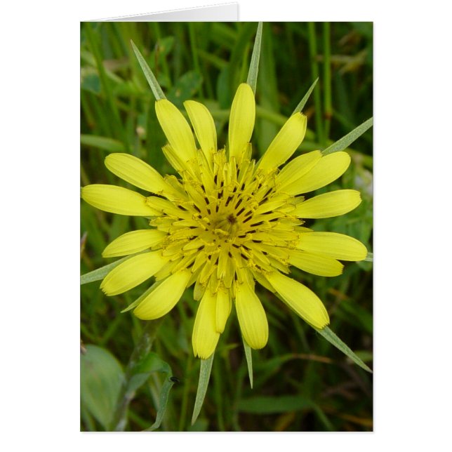 F9 Gelber Ziegenbart der Wildblume (Vorne)