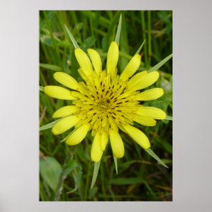 F9 Gelber Ziegenbart der Wildblume Poster