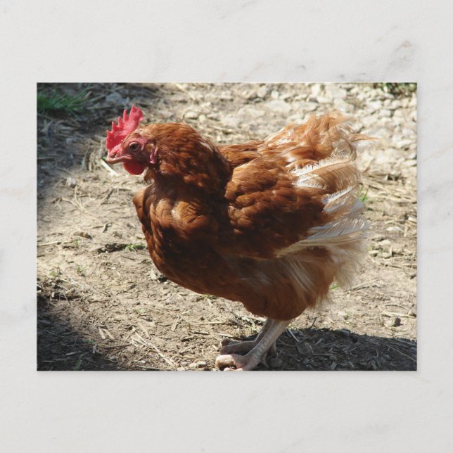 Fabrikhengst Postkarte (Vorderseite)