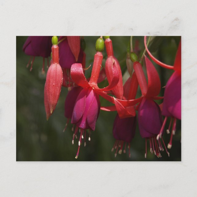 Fabulous Fuscia Postkarte (Vorderseite)