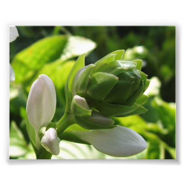 Fabulous Hosta Fotodruck (Vorne)