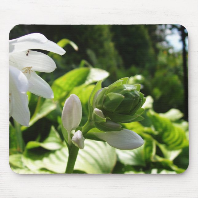 Fabulous Hosta Mousepad (Vorne)