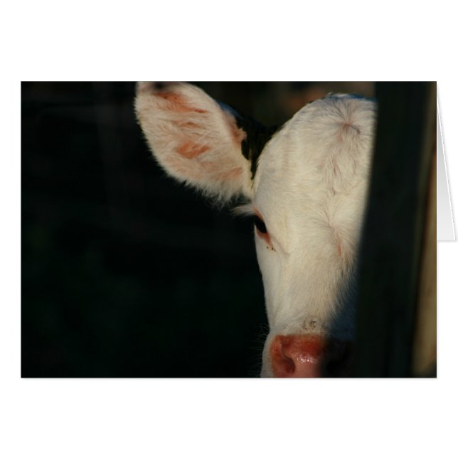 Face blanche du veau (Devant Horizontal)