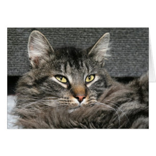 Face du chat Maine Coon