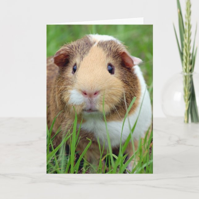 Face of a Guinea Pig Photo Karte (Vorderseite)