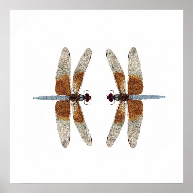 Face-Off 2 Widow Skimmer Dragonflies Poster (Vorne)