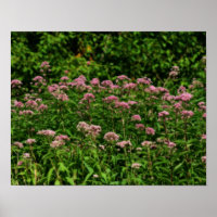 Fach Sweet Joe Pye Weed Blume Orton Art
