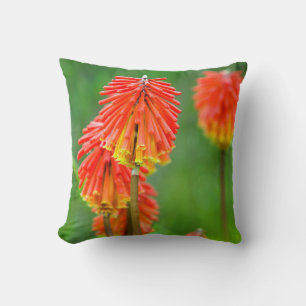 Fackellilie (Kniphofia Uvaria), Westkap Kissen