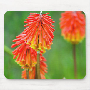 Fackellilie (Kniphofia Uvaria), Westkap Mousepad