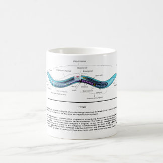 Fadenwurm-Spulwurm Caenorhabditis Elegans Diagramm Kaffeetasse