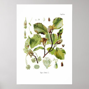 Fagus silvatica (Buche) Poster