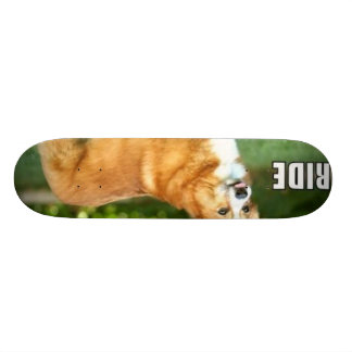 Fahrt für den Corgi Skateboard