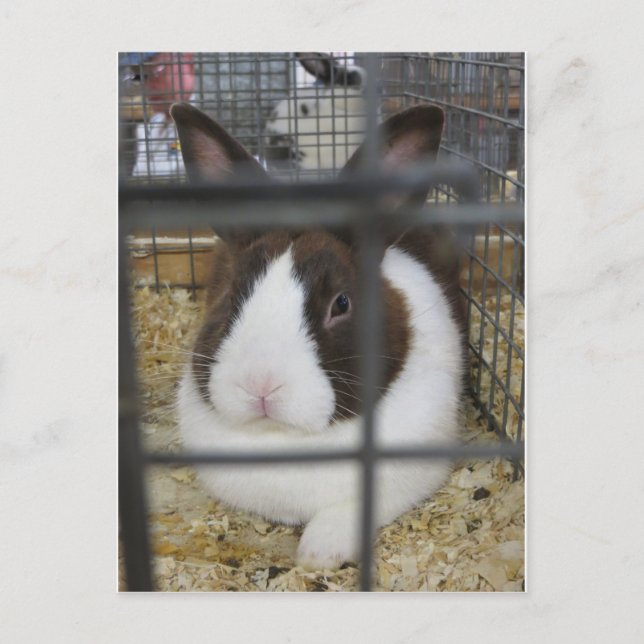 Fair Rabbit Postkarte (Vorderseite)