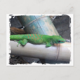 Faire-part Annonces Gecko De La Journée Géante À Madagascar