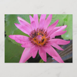 Faire-part belle annonce de déplacement de nénuphars