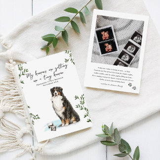Faire-part Bernese Mountain Dog Pregnancy Announcement