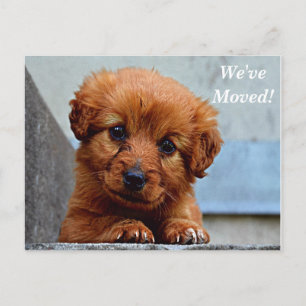 Faire-part Carte postale de nouvelle adresse Maltese We've Mo