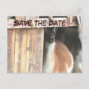 Faire-part Carte postale Enregistrez la date Lama joli animal