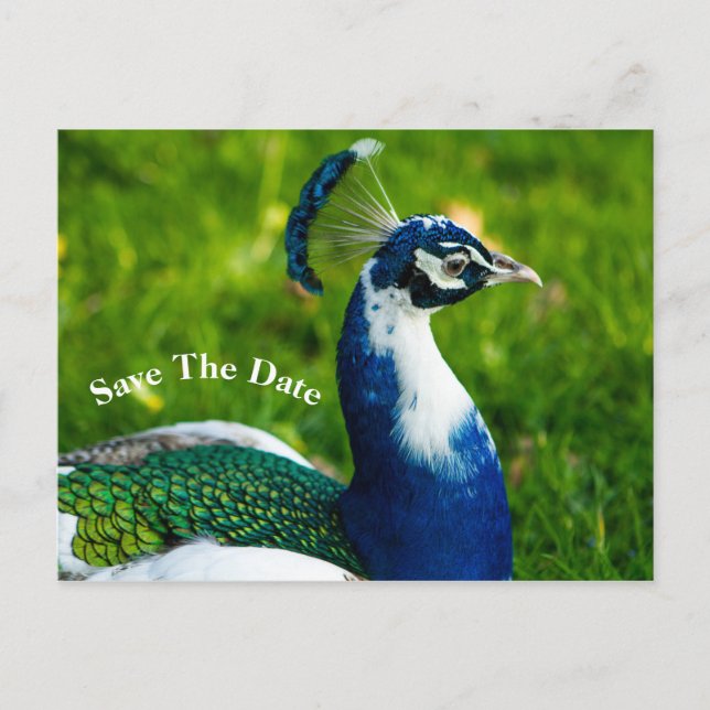 Faire-part Carte postale oiseau paon Enregistrez la date (Devant)