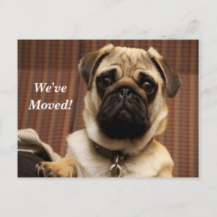 Faire-part Carte postale Pug Nous avons déménagé Nouvelle Adr