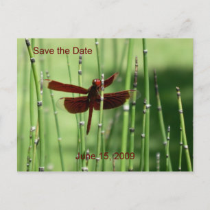 Faire-part Carte postale Rouge Dragonfly
