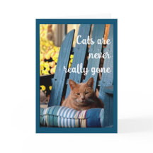 Chat Tabby orange sur chaise bleue Sympathie