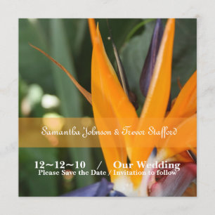 Faire-part de mariage oiseau tropical de paradis