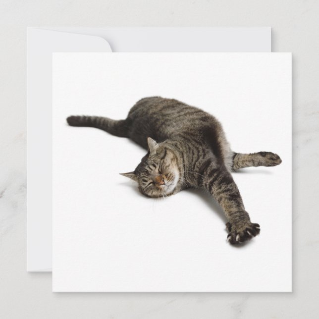 Faire-part Étirement de chats azy (Devant)