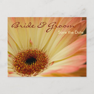 Faire-part Gerbera d'abricot • Sauvez la carte postale de