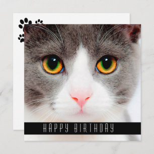 Faire-part Joyeux voeu d'anniversaire Chats