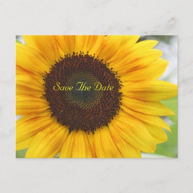 Faire-part Sunflower Enregistrer la date Carte postale (Devant)