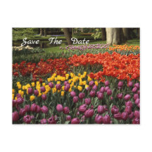 Tulips Enregistrer La Date Annonce Carte Postale