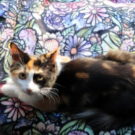 Fairy Garden Gardening Flower Gardens Fairies Sherpadecke