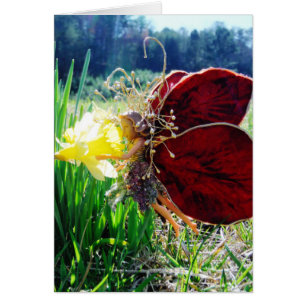 Fairy in den Affodien