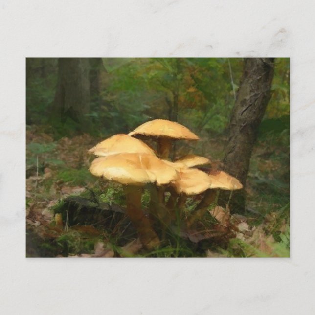 Fairy Mushroom Ring Postkarte (Vorderseite)